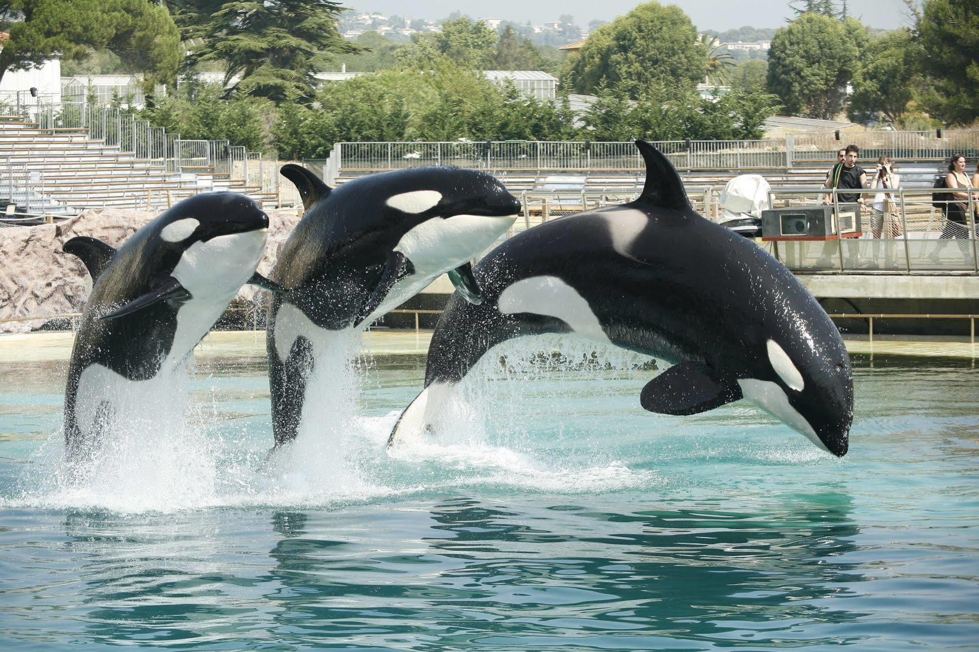 Marineland 3* Antibes