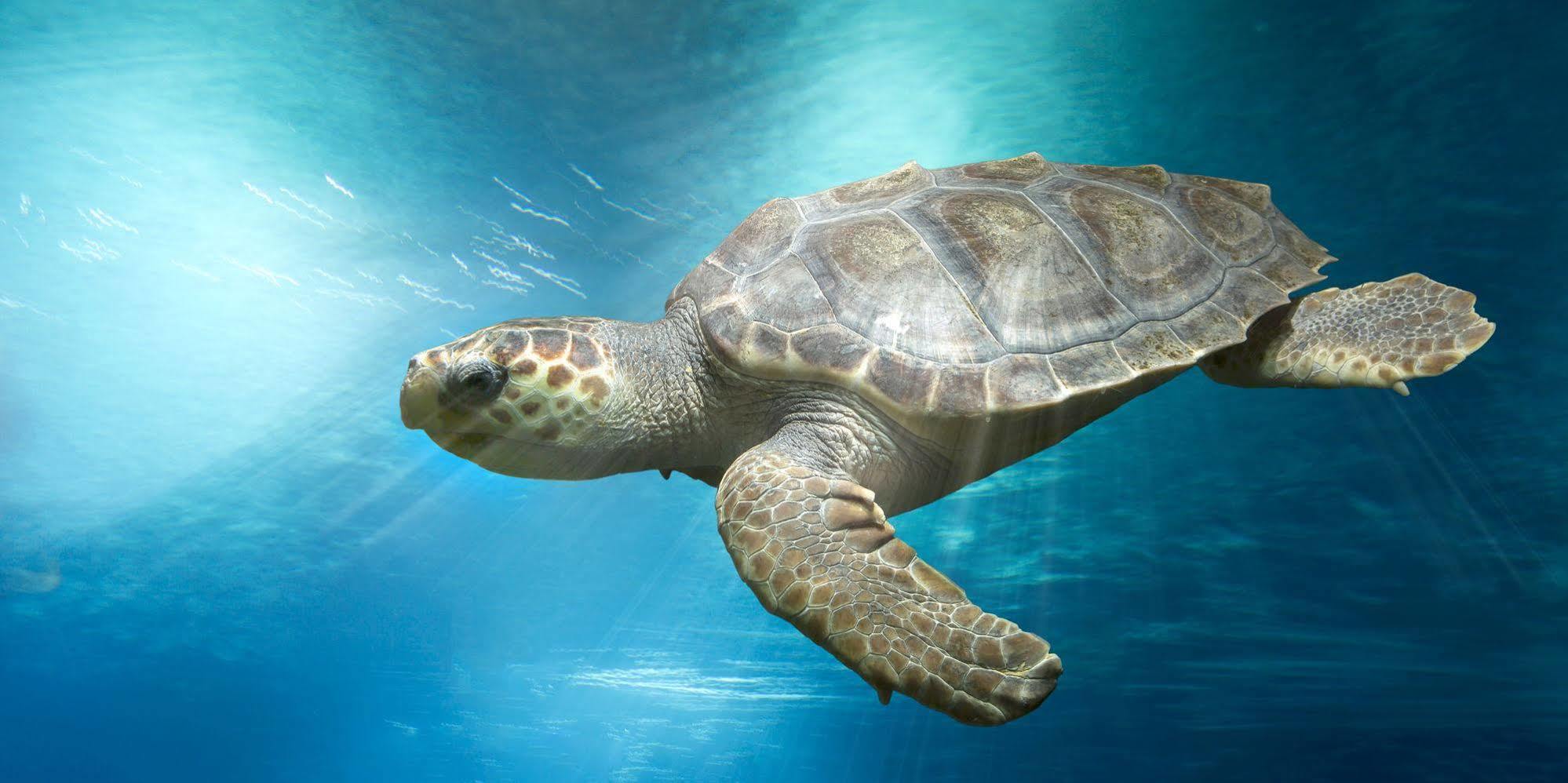 Marineland 3* Antibes
